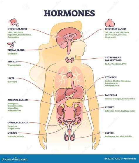 Hormones with Human Body Organs and Labeled Chemical Titles Outline ...