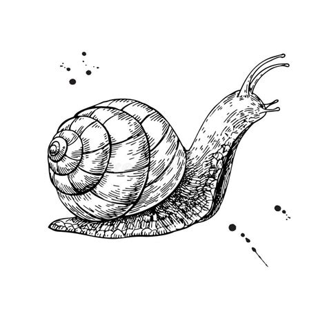 Dibujo Del Vector Del Caracol Bosquejo Aislado Dibujado Mano Anima