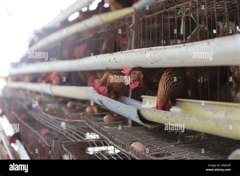 Poultry Farm At Savar Bangladesh Among All The Sub Sectors Of The