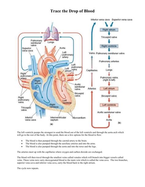 Blood Circulation Heart And Body Flow