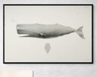 Antique Sperm Whale Print Etsy