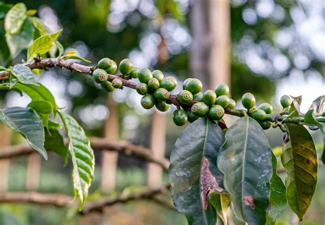 Tanzania Coffee Report New Plants To Boost Production By 20daily