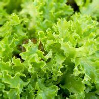 Bataviasalat Blonde Curled Lettuce Samen Saatgut Seeds