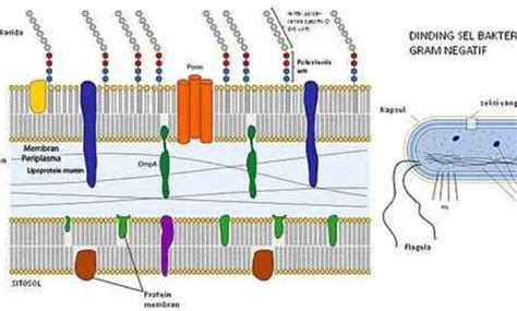 Pengertian dan Jenis Bakteri Gram Positif dan Bakteri Gram Negatif