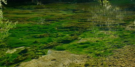 What Is Blue Green Algae And Why Does It Matter Lakeland Connect