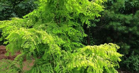 Ancient Deciduous Conifers, for Today's Landscapes | Hometalk