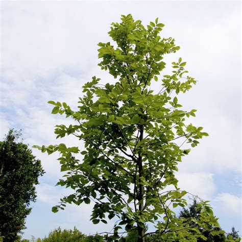 American Elm Tree – Green Thumbs Garden