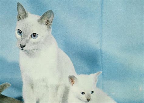 720p Free Download Lynx Point Mother And Her Kitten Feline Cat