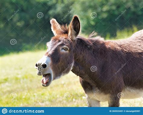 Braying Donkey Backlit By The Sun Stock Image Image Of Mammal