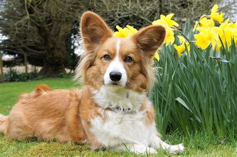 Cardigan Welsh Corgi Puppies for Sale | Buckeye Puppies