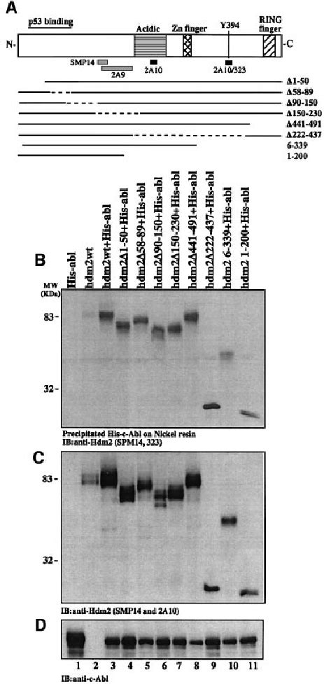 C Abl Binds Hdm2 At Multiple Sites A A Schematic Represent Ation