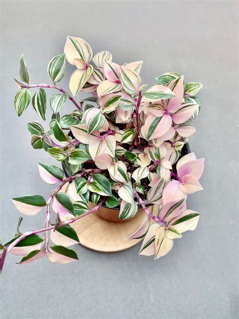 Tradescantia Mundula Variegata House Plants Cool Plants Flower Pots