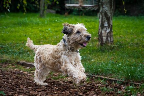 Devon Dog Rescue And Rehoming Rescue Dogs For Adoption In Devon