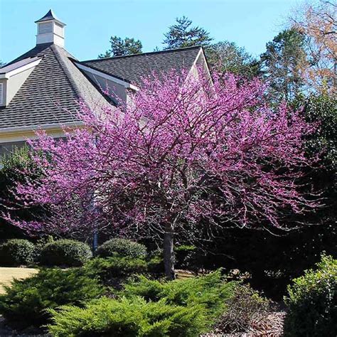 Eastern Redbud Trees For Sale