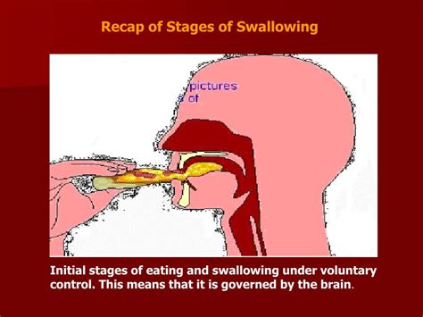 Ppt Dysphagia Swallowing Disorder Powerpoint Presentation Free Download Id 73407