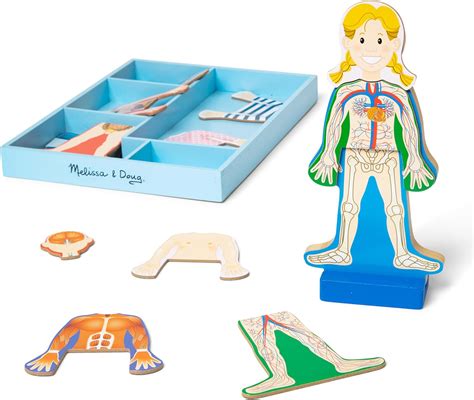 Set de juego magnético de anatomía del cuerpo humano con 24piezas y