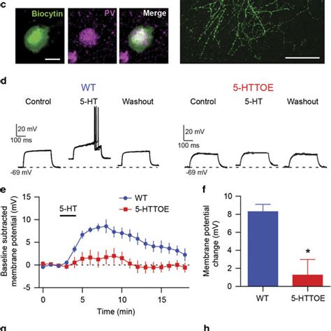 Increased 5 Hydroxytryptamine Transporter 5 Htt Expression Alters The