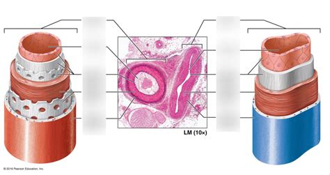 Blood Vessel Anatomy II Diagram Quizlet