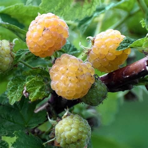 Rubus Idaeus Fallgold Framboos Tuinplantenonline Nl