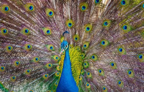 Beautiful Indian Peacock Displaying His Tail Stock Image Image Of