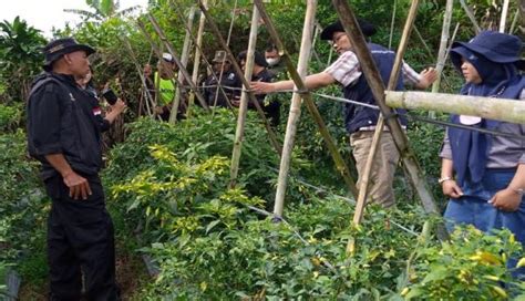 Diguyur Hujan Dan Serangan Hama Patek Petani Cabai Di Sukabumi