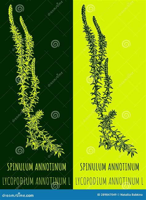 Dibujos Vectoriales Spinulum Annotinum Ilustración De Mano Nombre Latino Lycopodium Annotinum