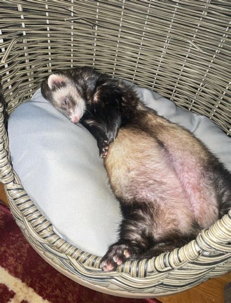 how do you ferret limping for beginners 3