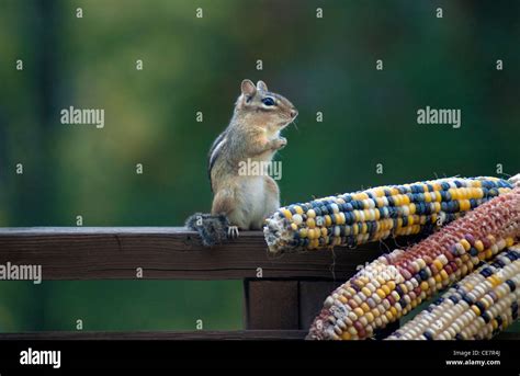 chipmunk eating corn on the cob Stock Photo - Alamy