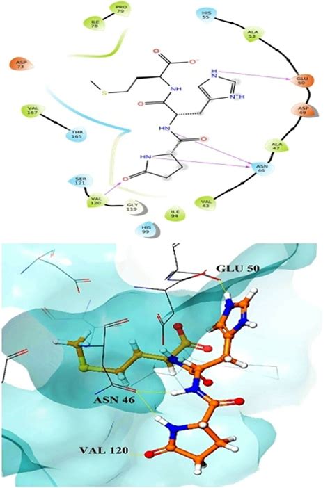 Binding Of Peptide E To Dna Gyrase B Of E Coli Showed In D Above