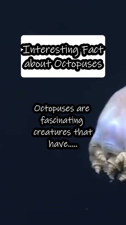 Mind Blowing Facts About Octopuses Abilities You Didnt Know Youtube