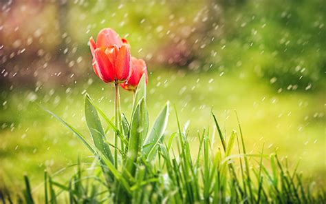 Top 999 Most Beautiful Rain Wallpapers Full HD 4K Free To Use