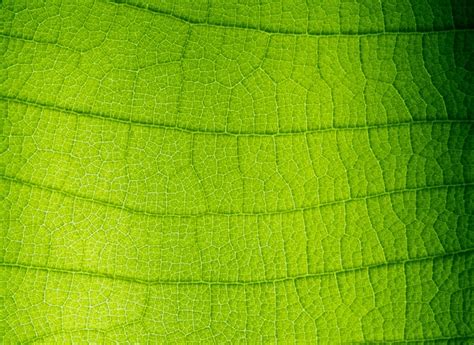 Premium Photo | Green leaf texture close up