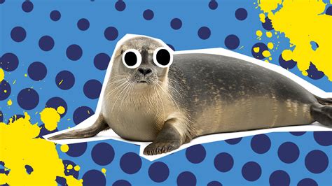 Ultimate 30 Best Seal Jokes And Puns For Kids