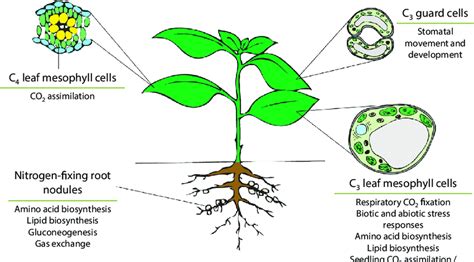 Schema Illustrating The Physiological Functions Of B Carbonic