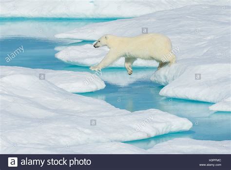 Polar Bear Ursus Maritimus Wandering Across The Ice Floes In The