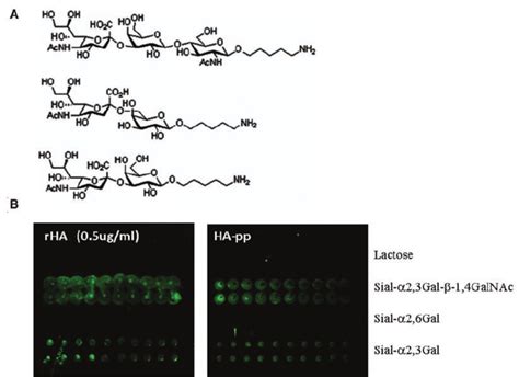 Specific Binding Of HApp To Sial Gal Oligosaccharides A Structures