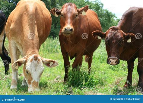 Beef Cattle Stock Photography Image 12759202