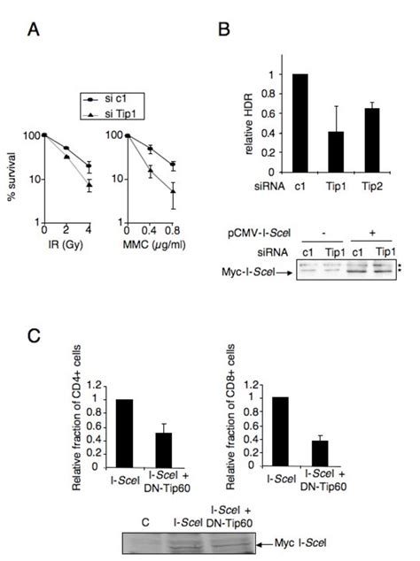 tip  required  homologous recombination  nhej