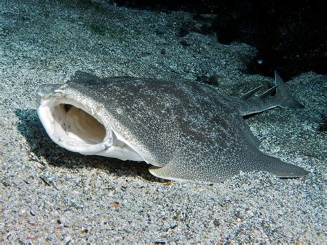 Japanese Angelshark Wikipedia