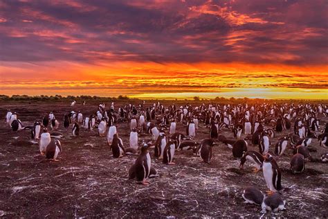 Falkland Islands Sea Lion Island Photograph By Jaynes Gallery Fine