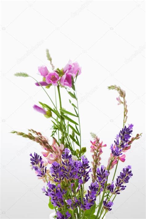 Wild flowers, vetch, crown vetch and tufted vetch — Stock Photo ...