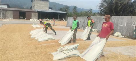 Babinsa Koramil Lawe Alas Bantu Warga Jemur Jagung Pasca Panen