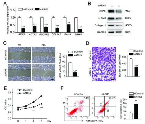 Ark Promotes Hscs Activation Proliferation And Survival A