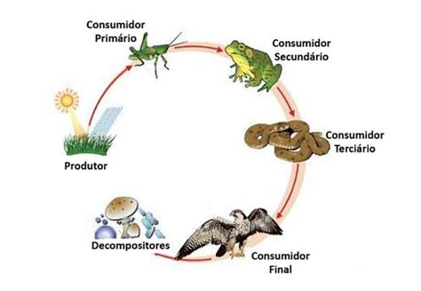 Cadeia Alimentar Terrestre Ler E Aprender