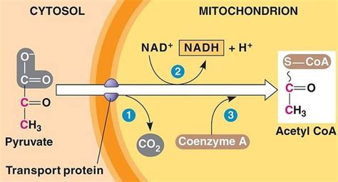 Describe The Formation Of Acetyl Coenzyme A