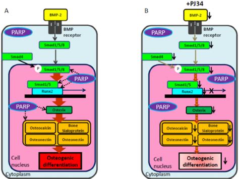 Schema Of Osteogenic Differentiation Through The Bmp Signaling Pathway