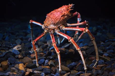 Cangrejo Gigante Japonés O Macrocheira Kaempferi Características
