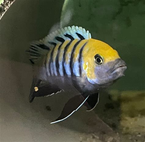 Cynotilapia Zebroides Cobue