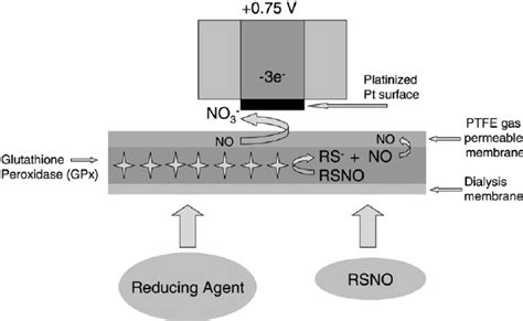 Schematic Design Of The Amperometric GPx Biosensor For The Indirect