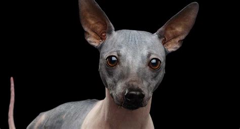 Hairless Dogs - Will They Be Your New Favorite Breeds?